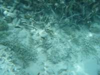 dscf0151_small.jpg