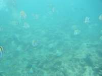 dscf0213_small.jpg