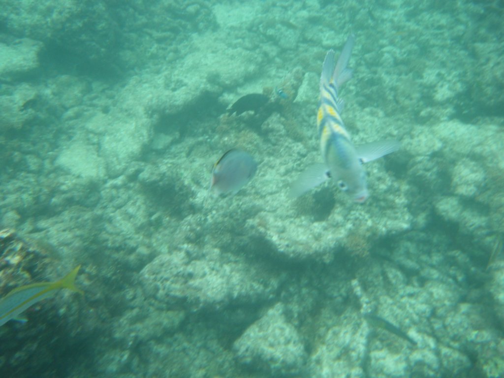 dscf0215.jpg