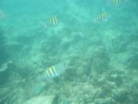 dscf0229_small.jpg