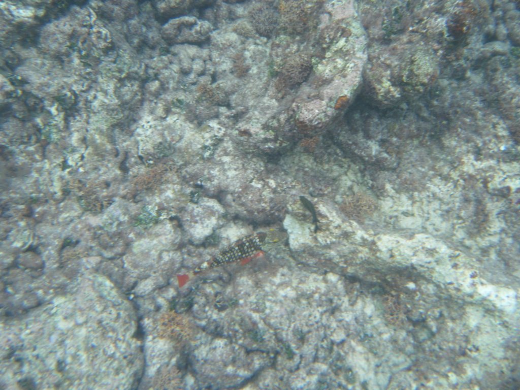 dscf0234.jpg
