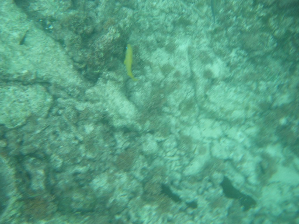 dscf0236.jpg