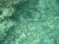 dscf0239_small.jpg