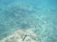 dscf0240_small.jpg