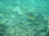 dscf0245_small.jpg