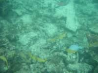 dscf0246_small.jpg