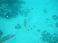 dscf0273_small.jpg