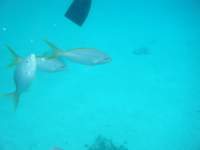 dscf0274_small.jpg