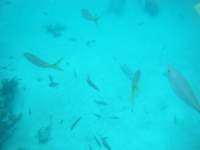 dscf0277_small.jpg