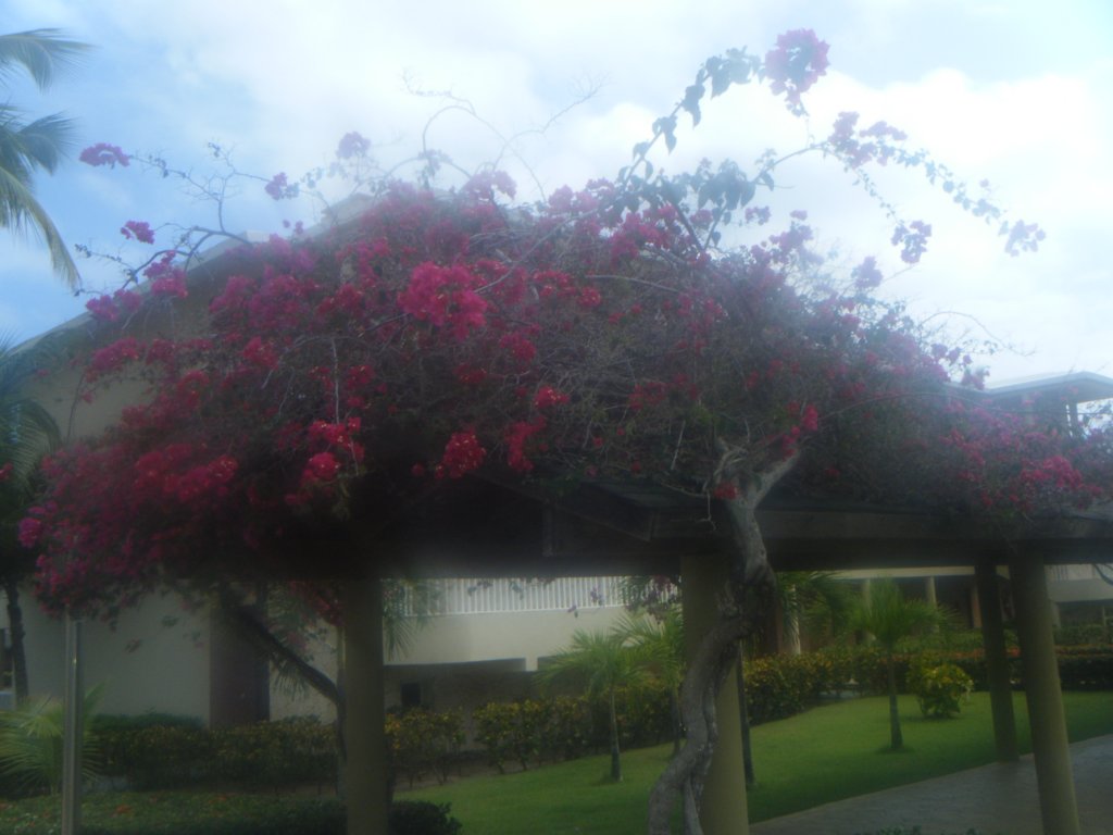dscf0330.jpg