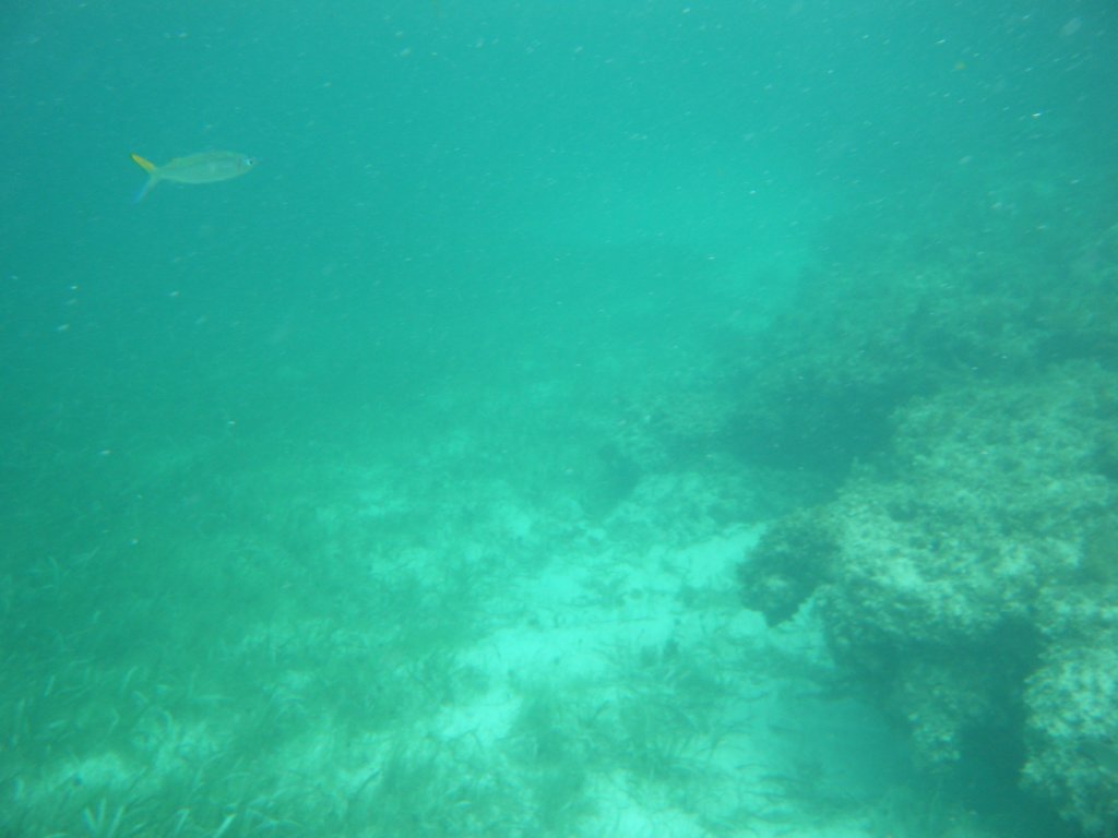 dscf0361.jpg