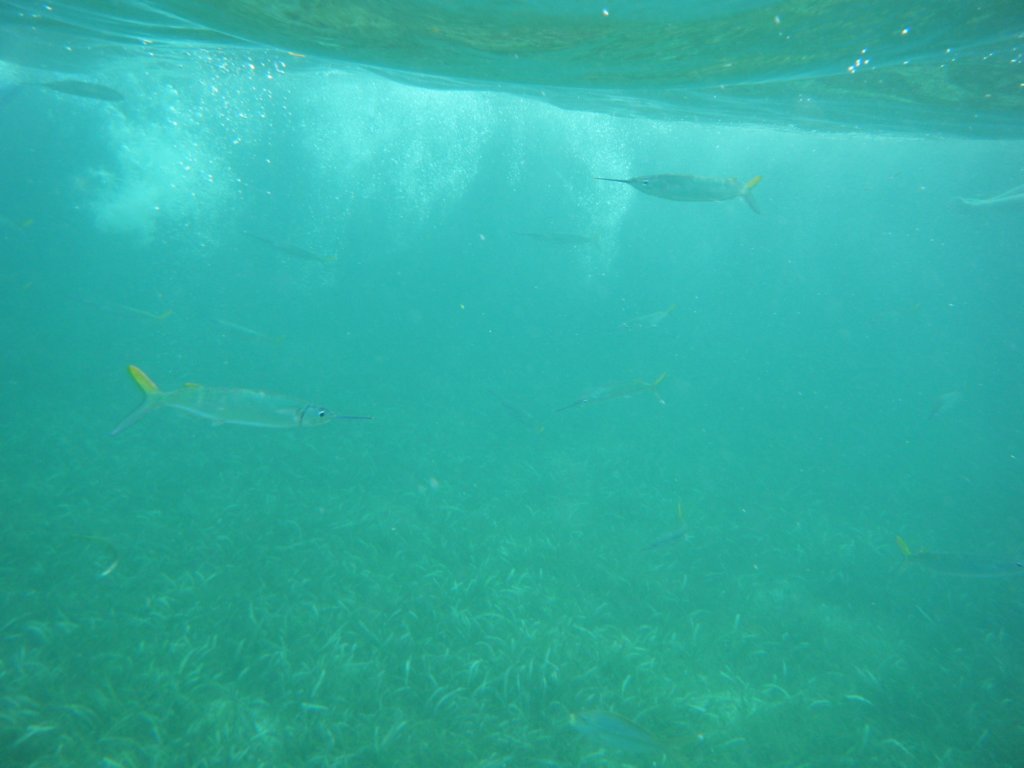 dscf0366.jpg