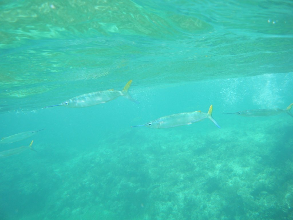 dscf0368.jpg