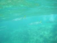 dscf0368_small.jpg