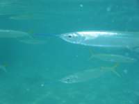 dscf0536_small.jpg