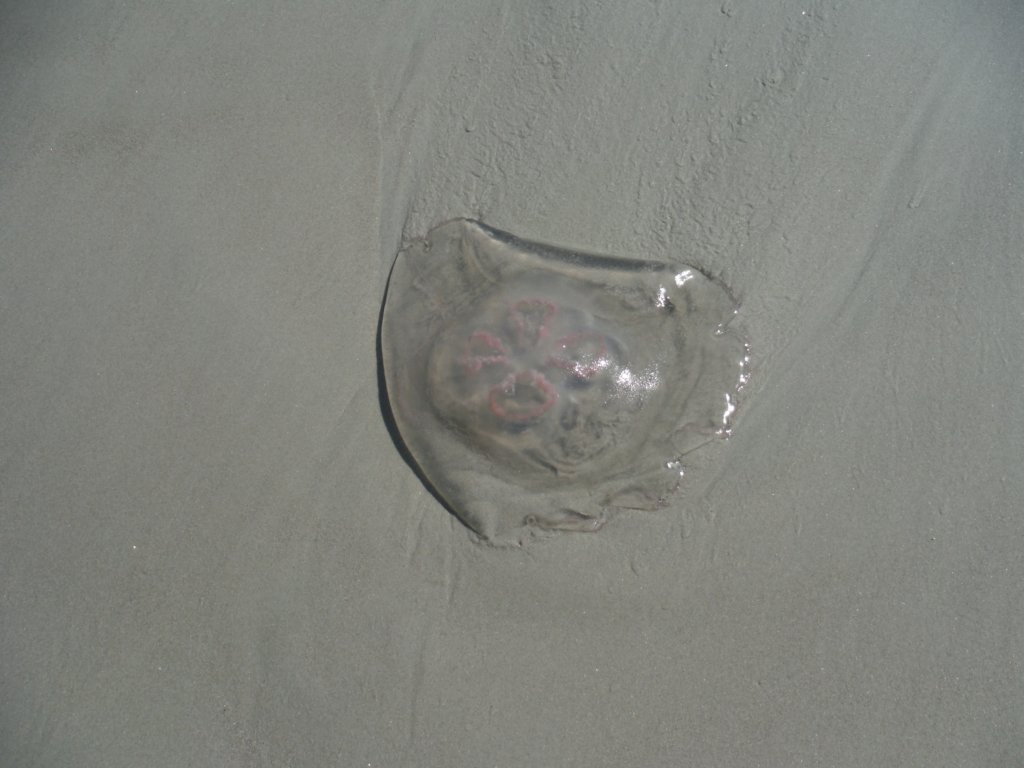 dscf1495.jpg