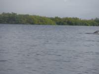 s0161672_small.jpg