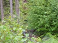 bearinthewoods_small.jpg