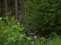 p6200065_small.jpg